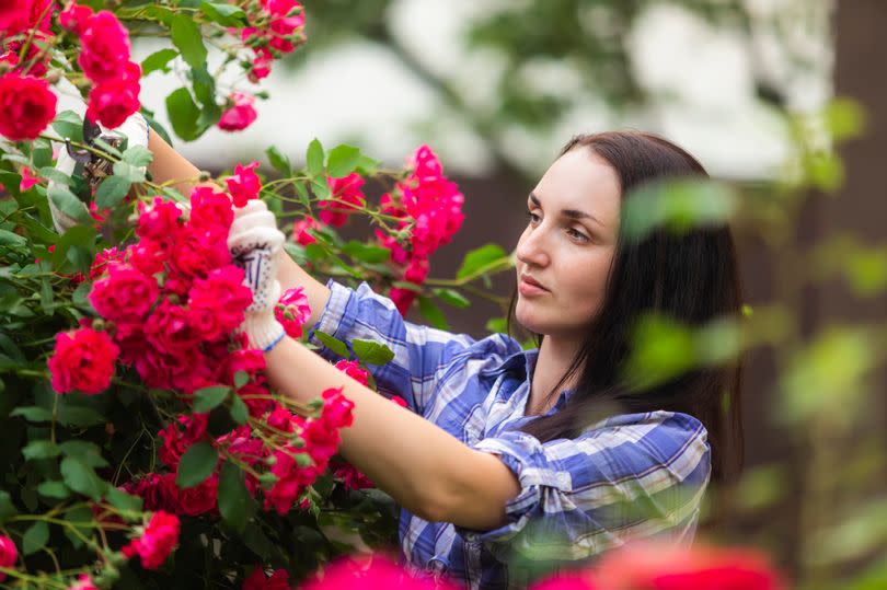 A woman tending roses in a garden