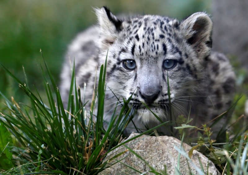 FILE PHOTO: A three month old snow leopard cub is seen at the Brookfield Zoo in Brookfield, Illinois