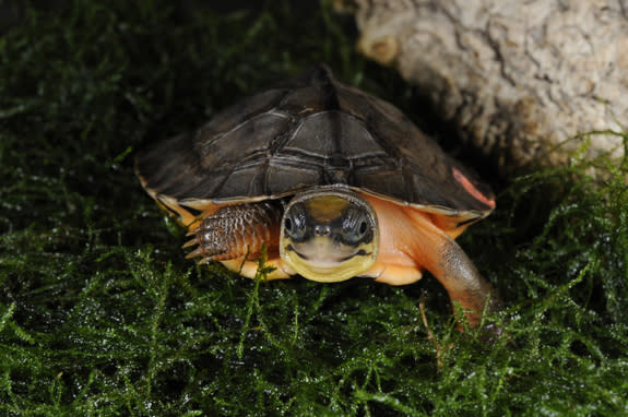 The golden coin turtle eats a more varied diet than its cousin, the Chinese yellow-headed box turtle. It eats vegetation, small insects, arthropods and fish.