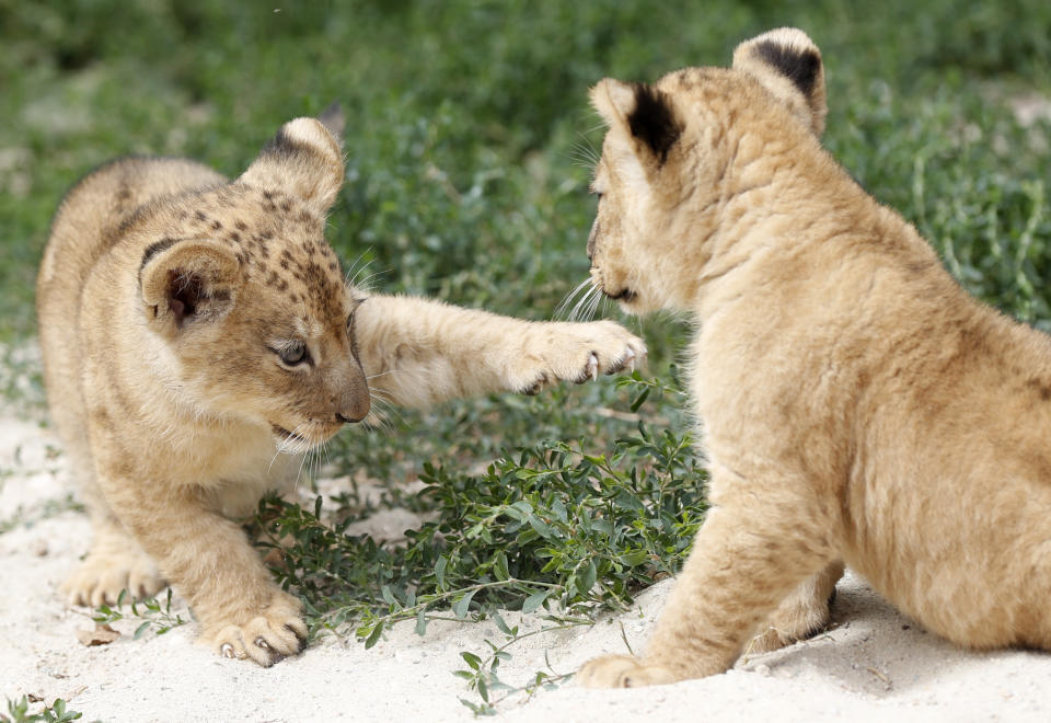 Two Barbary lion cubs play in their enclosure at the zoo in Dvur Kralove, Czech Republic, Monday, July 8, 2019. Two Barbary lion cubs have been born in a Czech zoo, a welcome addition to a small surviving population of a rare majestic lion subspecies that has been extinct in the wild. A male and a female that have yet to be named were born on May 10 in the Dvur Kralove safari park. (AP Photo/Petr David Josek)