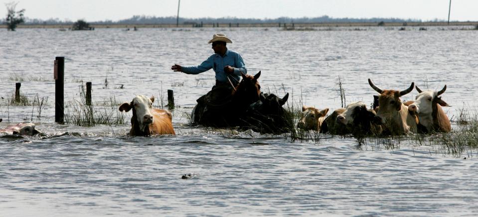 A cowboy attempts to round up cattle from receding flood waters Sept. 15, 2008, Near High Island, Texas, after Hurricane Ike. Saqib Mukhtar, an academic and expert in cattle disposal, helped dispose of thousands of cattle drowned by Hurricane Ike in 2008.