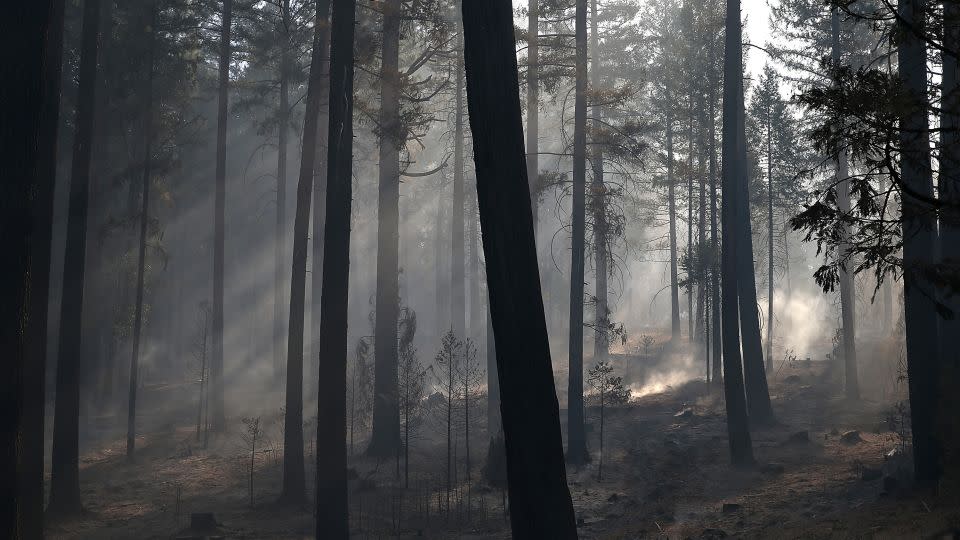 Sunlight filters through smoke in a grove of trees burned by the Rim Fire in Groveland, California. - Justin Sullivan/Getty Images