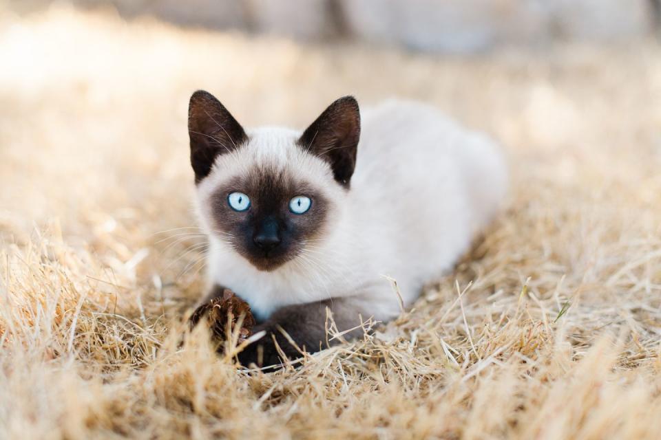 Siamese