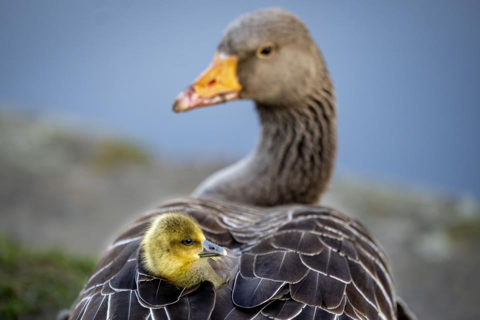 A gosling sits in its mother's plumage in a meadow in Frankfurt, Germany, April 13, 2024. (AP Photo/Michael Probst, File)