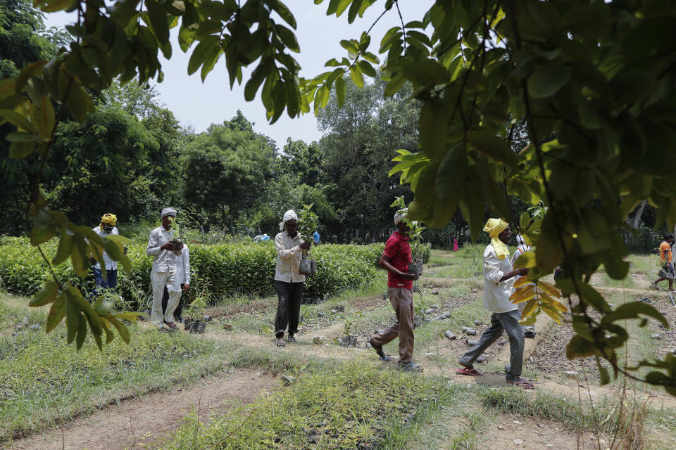 Indian laborers plant saplings as part of an annual tree plantation campaign on the outskirts of Prayagraj, in northern Uttar Pradesh state, India, Sunday, July 4, 2021. (AP Photo/Rajesh Kumar Singh)