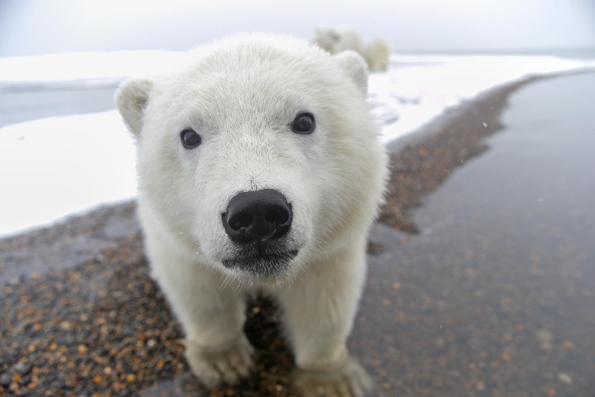 北極熊這位 極地覇主 面臨的困境 當這地球沒有牠