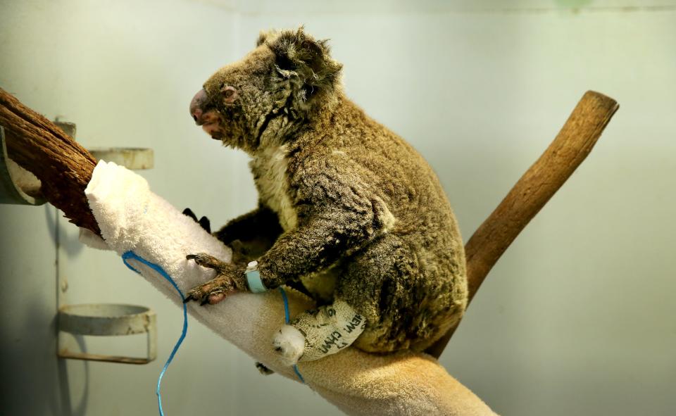 A koala recovers from burns on Nov. 29, 2019, in Port Macquarie, Australia. Hundreds have died in the nation's recent drought-fueled fires.