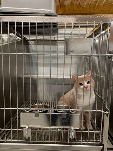 <p>Beagle Freedom Project</p> A cat used in testing at the facility in Oklahoma shut down by the Beagle Freedom Project