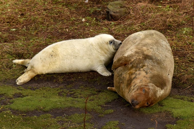 <span class="caption">Grey seal pups only have 18 days to feed from their mothers, so they have to gain weight fast to survive.</span> <span class="attribution"><span class="license">Author provided</span></span>