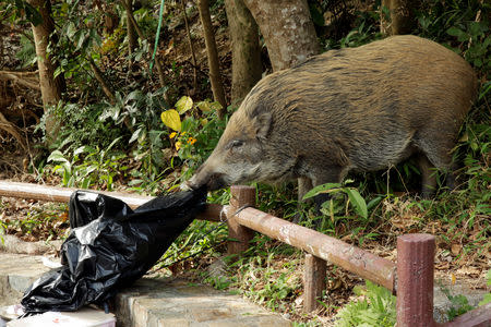 A wild boar checks a plastic trash bag near a barbecue pit at the Aberdeen Country Park in Hong Kong, China January 27, 2019. REUTERS/Jayson Albano