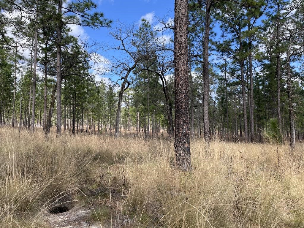 The Braewood Conservation Easement is 343.5 acres located in Jefferson County. The property consists of longleaf pine-wiregrass savanna that will forever be protected and provide habitat for wildlife.