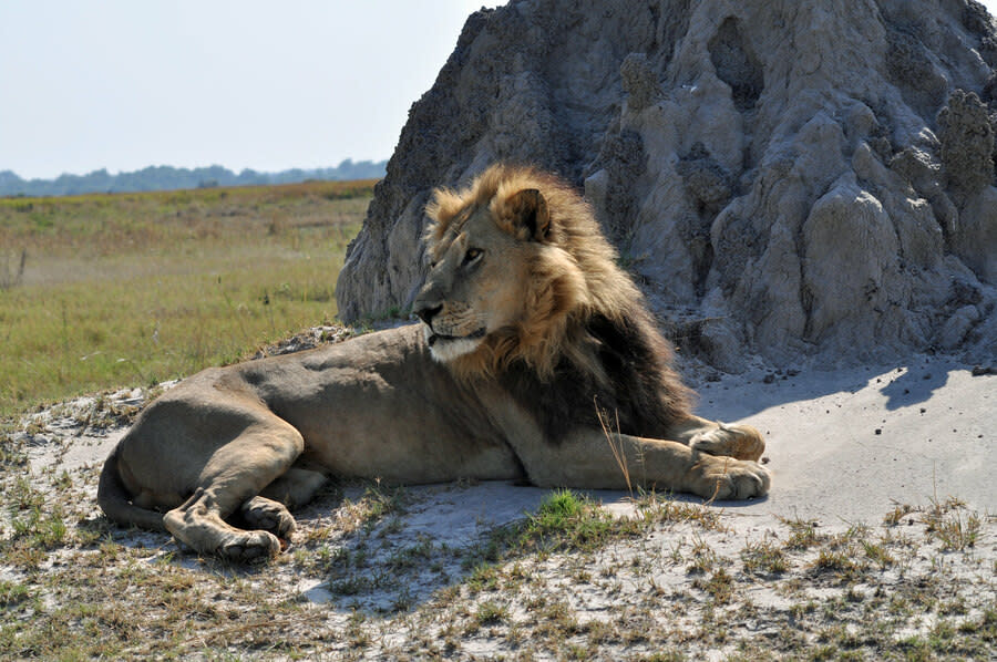 圖說：辛巴威的「大象列車」環繞該國國家公園，民眾可以搭乘著列車看獅子在陽光下打盹、大象伸長鼻子喝水。（Photo by Ploeter in Africa on Flickr under C.C. License）