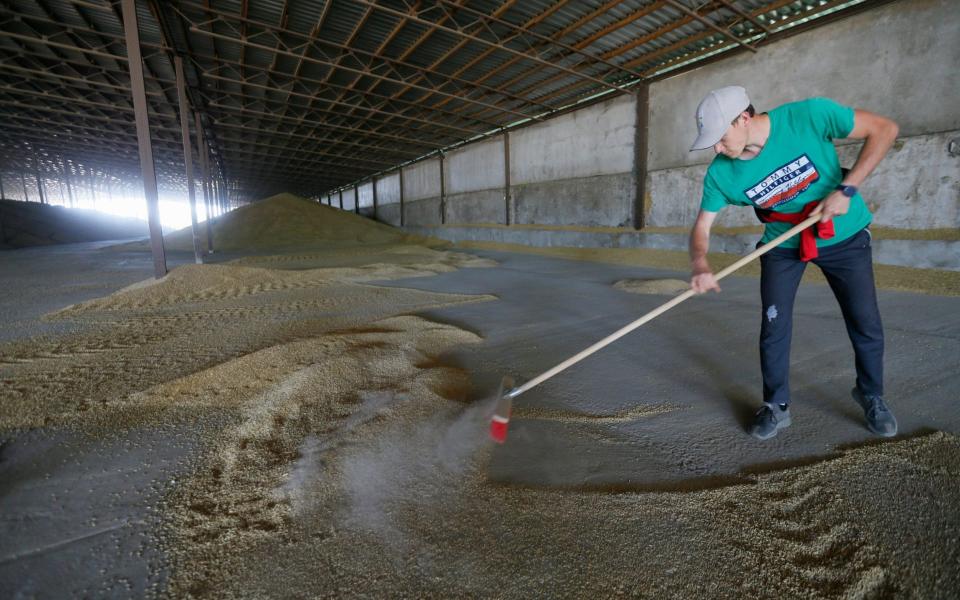 A Ukrainian farmer mixes barley grain after harvest in the Odesa area - STR/EPA-EFE/Shutterstock