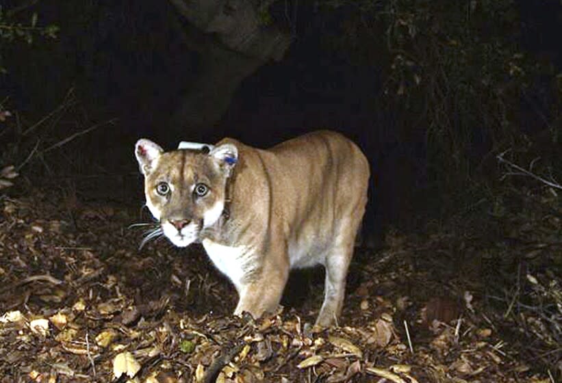 FILE - This November 2014 file photo provided by the U.S. National Park Service shows a mountain lion known as P-22, photographed in the Griffith Park area near downtown Los Angeles. Hoping to fend off the extinction of mountain lions and other species that require room to roam, California is building a mostly privately funded wildlife crossing over U.S. Highway 101 in Agoura, Calif. It will give big cats, coyotes, deer, snakes and other creatures a safe route to open space and better access to food and potential mates. The span will be the only animal overpass in a state where tunnels are more common. (National Park Service, via AP, File)