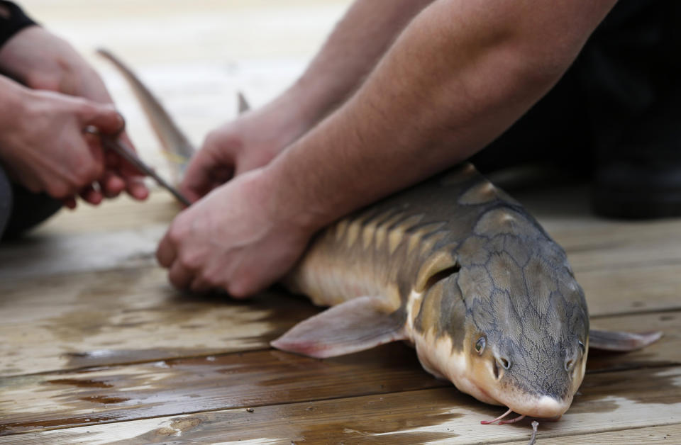 In this Thursday, April 25, 2019 photo, an endangered shortnose sturgeon is fitted with a microchip after being caught in a net from the Saco River in Biddeford, Maine. The fish was measured and tagged before being released by students at the University of New England. The shortnose sturgeon is showing signs of bouncing back. In Maine, scientists have captured about 75 this decade on the Saco River, where they were previously never seen. (AP Photo/Robert F. Bukaty)