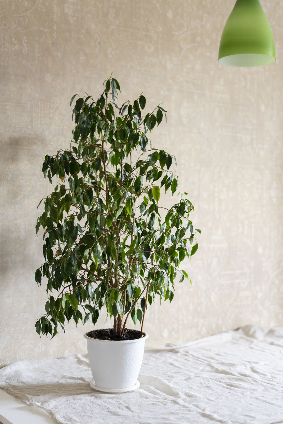 air purifying plants houseplant on table in front of wall at home