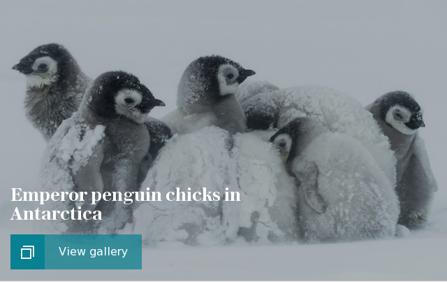 Emperor penguin chicks in Antarctica