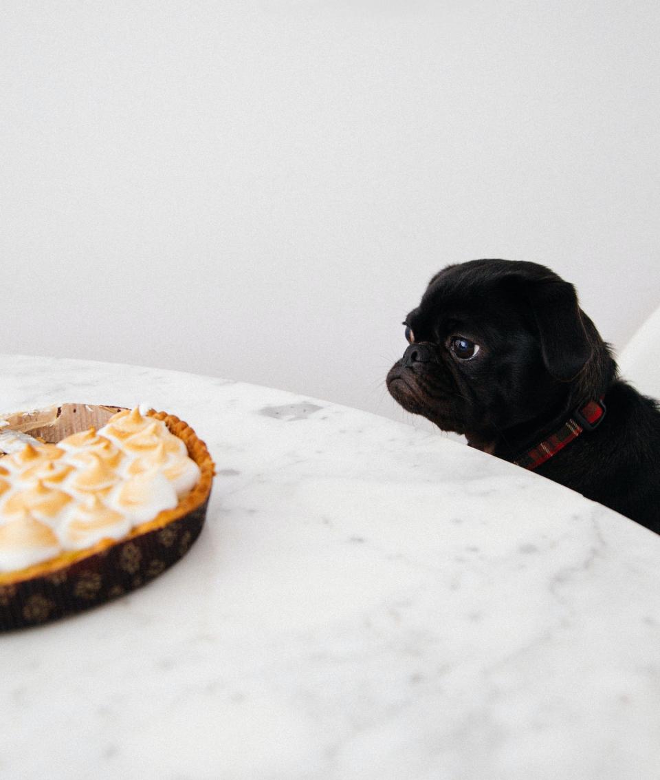 Photo of a dog eyeing a pie