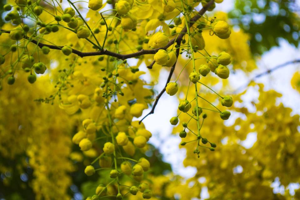 阿勃勒（Photo Credit:shajiswamy@pixabay.com, License CC0，圖片來源：https://pixabay.com/zh/photos/cassia-fistula-golden-shower-4100831/）