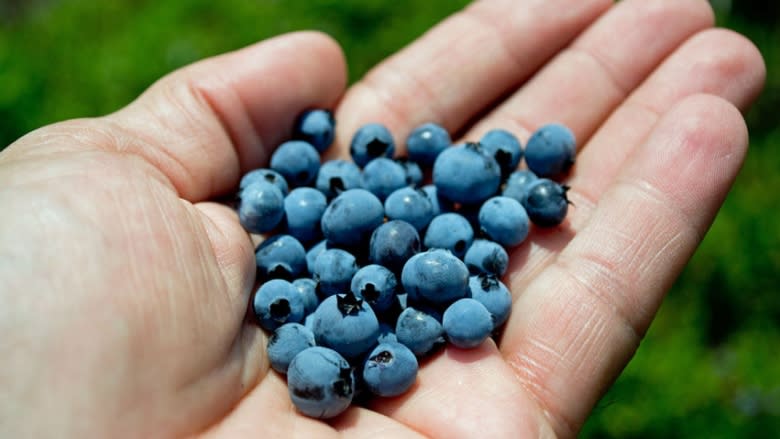 P.E.I. blueberry growers appreciate the heavy snow to protect plants