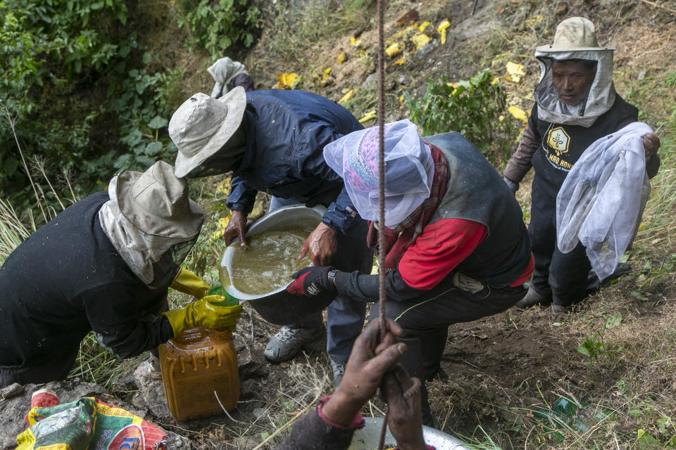 Nepalese honey hunters pour cliff honey into a container after harvesting in Dolakha, 115 miles east of Kathmandu, Nepal, Nov. 19, 2021. High up in Nepal's mountains, groups of men risk their lives to harvest much-sought-after wild honey from hives on cliffs. (AP Photo/Niranjan Shrestha)