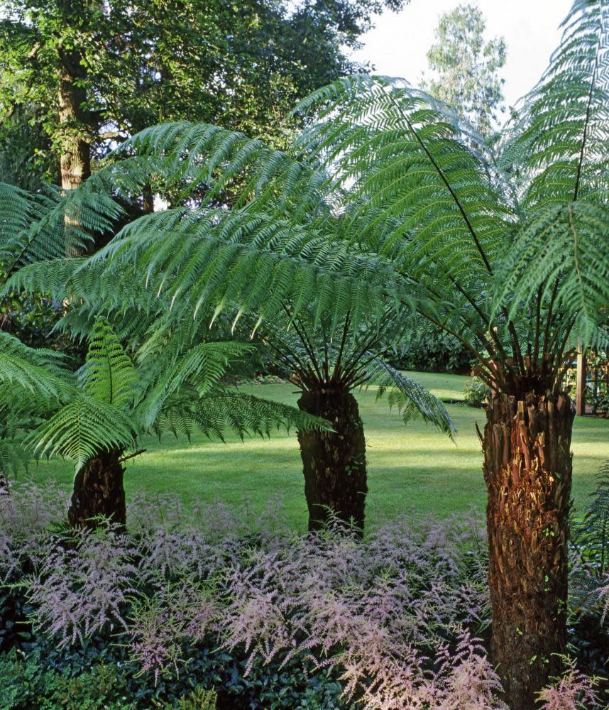 Dicksonia antarctica.