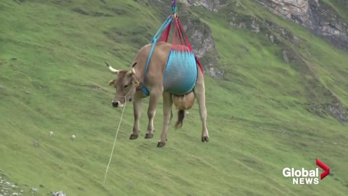 Moo-ving along: Cows fly over Swiss pastures in helicopter rescue
