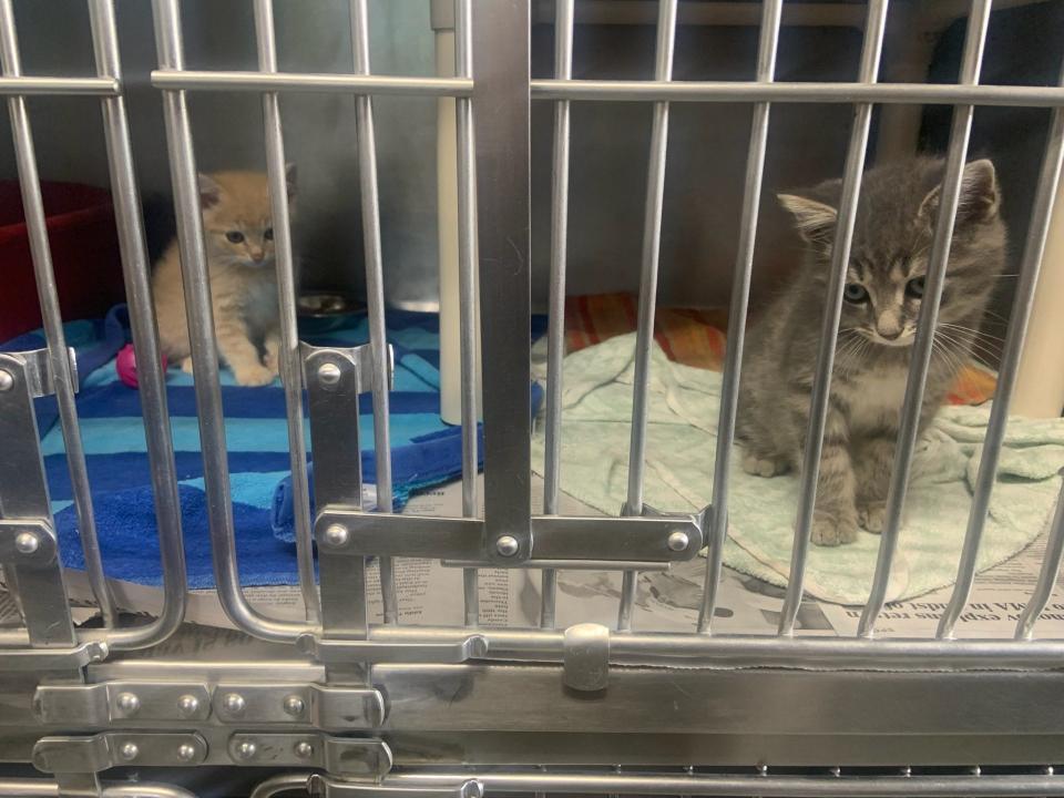 Zilly and Zuko, two 6-week-old kittens currently being cared for at the Madison County Animal Services shelter.