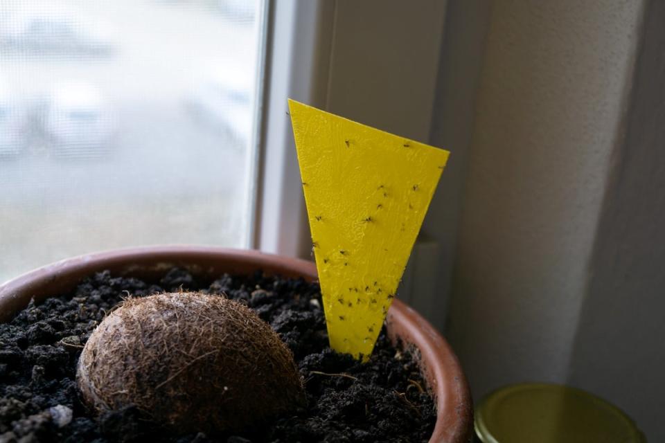 sticky yellow fly trap