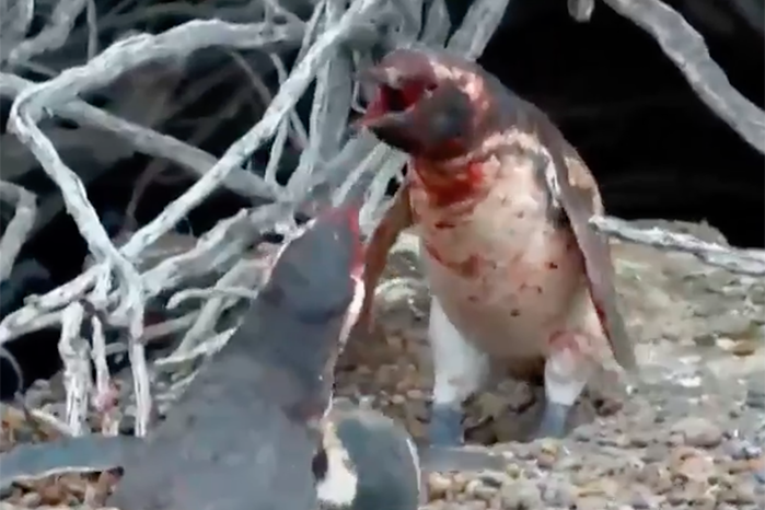 Unhappy feet: The husband started an epic battle when he returned home to find his wife with another penguin. Photo: Nat Geo