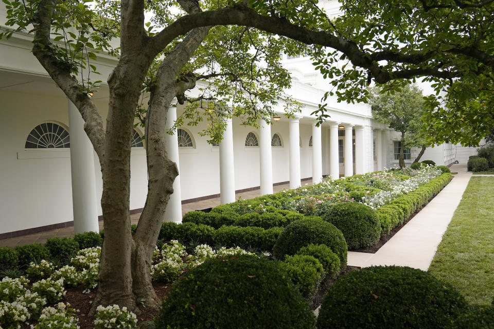 A view of the restored Rose Garden is seen at the White House in Washington, Saturday, Aug. 22, 2020. First Lady Melania Trump will deliver her Republican National Convention speech Tuesday night from the garden, famous for its close proximity to the Oval Office. The three weeks of work on the garden, which was done in the spirit of its original 1962 design, were showcased to reporters on Saturday. (AP Photo/Susan Walsh)