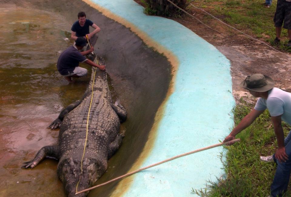 Australian zoologist  Adam Britton (back left) measures a captive crocodile in 2011 (AFP via Getty Images)