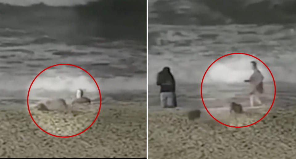 Video footage shows people on beach attacked by a coyote