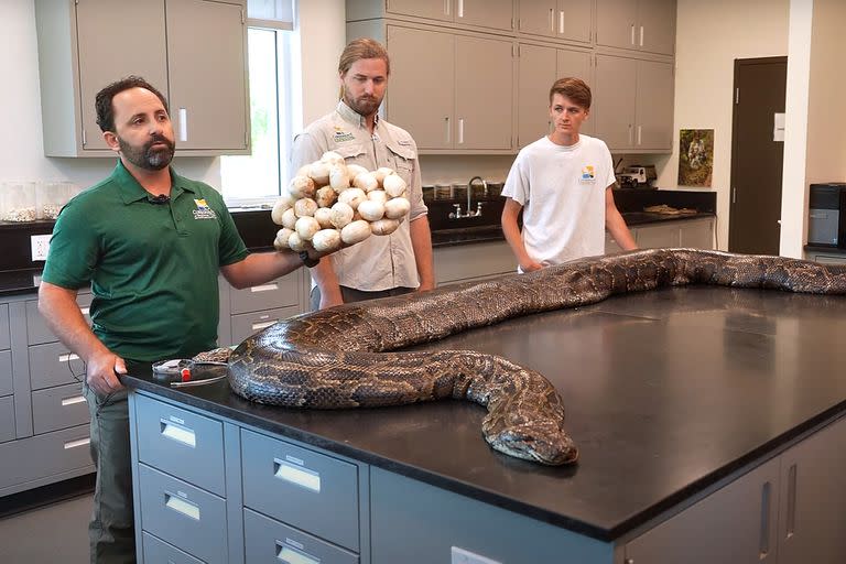 El ejemplar hembra pesó 97,5 kilogramos (215 libras) y medía unos 5 metros (18 pies). Además, la pitón tenía 122 huevos en desarrollo, informó la organización Conservancy of Southwest Florida en un comunicado de prensa.