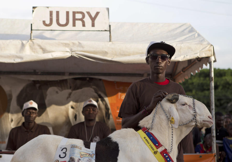 In this Wednesday, Oct. 3, 2012 photo, Ma Ibra Diagne presents ram Sall in front of the panel of judges, during the SICAP neighborhood regional final of the Khar Bii competition, in Dakar, Senegal. In a nation where sheep are given names and kept inside homes as companion animals, the most popular show on television is "Khar Bii," or literally, "This Sheep" in the local Wolof language. It's an American Idol-style nationwide search for Senegal's most perfect specimen ahead of the Eid al-Adha festival, known locally as Tabaski. (AP Photo/Rebecca Blackwell)