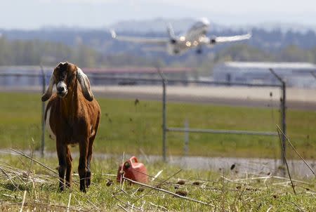 A plane takes off as a goat grazes at the Portland International Airport in Portland, Oregon April 17, 2015. REUTERS/Steve Dipaola