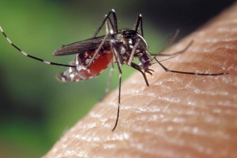 La infección viral es transmitida por el mosquito Aedes aegypti