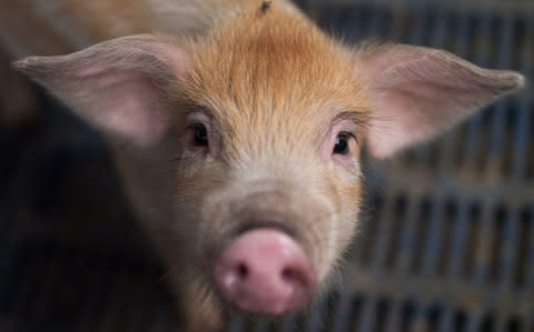 The strain of the virus is not carried in pork from the UK - Credit:  NICOLAS ASFOURI