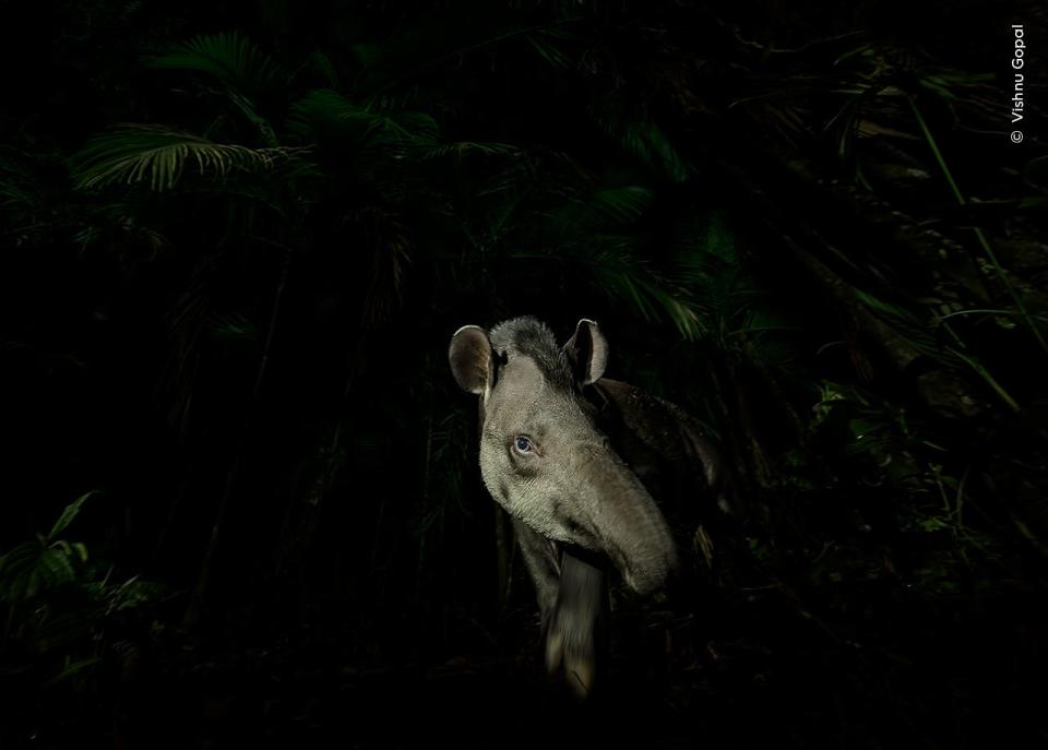 Vishnu Gopal, winner of the Animal Portraits category, records the moment a lowland tapir steps cautiously out of the swampy rainforest in Tapiraí, São Paulo, Brazil.