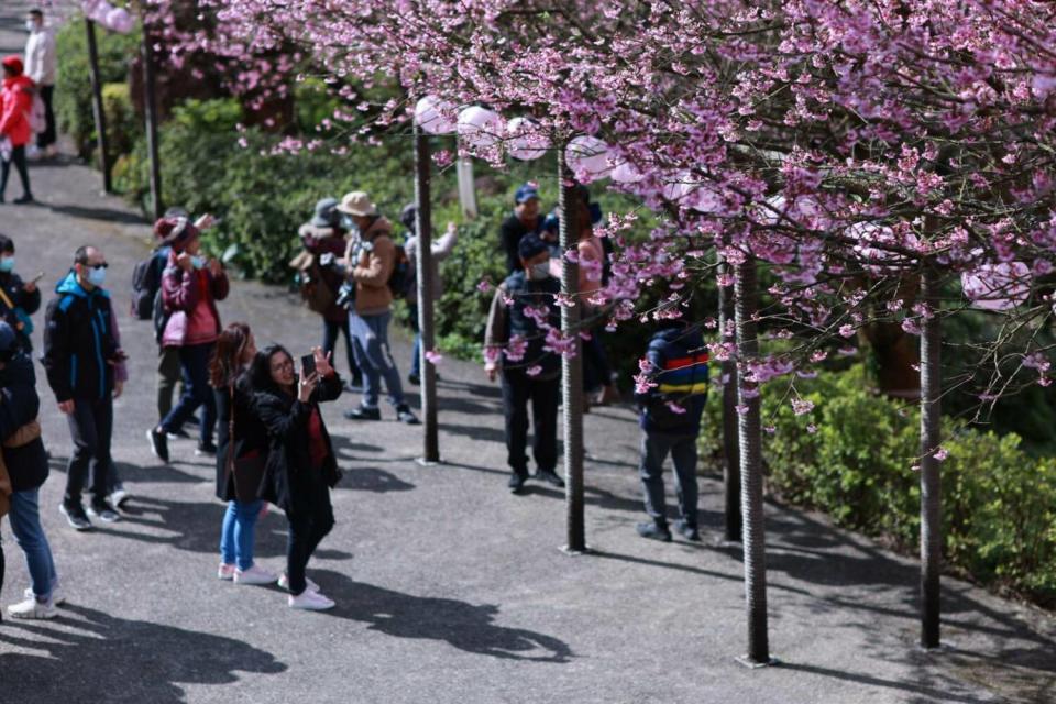 天元宮吸引眾多民眾前往走春賞櫻。   圖：新北市景觀處提供