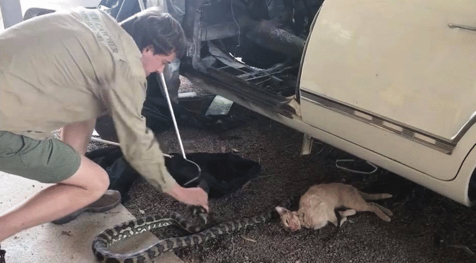 The snake catcher also shared a similar photo of another pet cat that had been killed by a large python. Photo: Facebook/ Snake Catcher Noosa