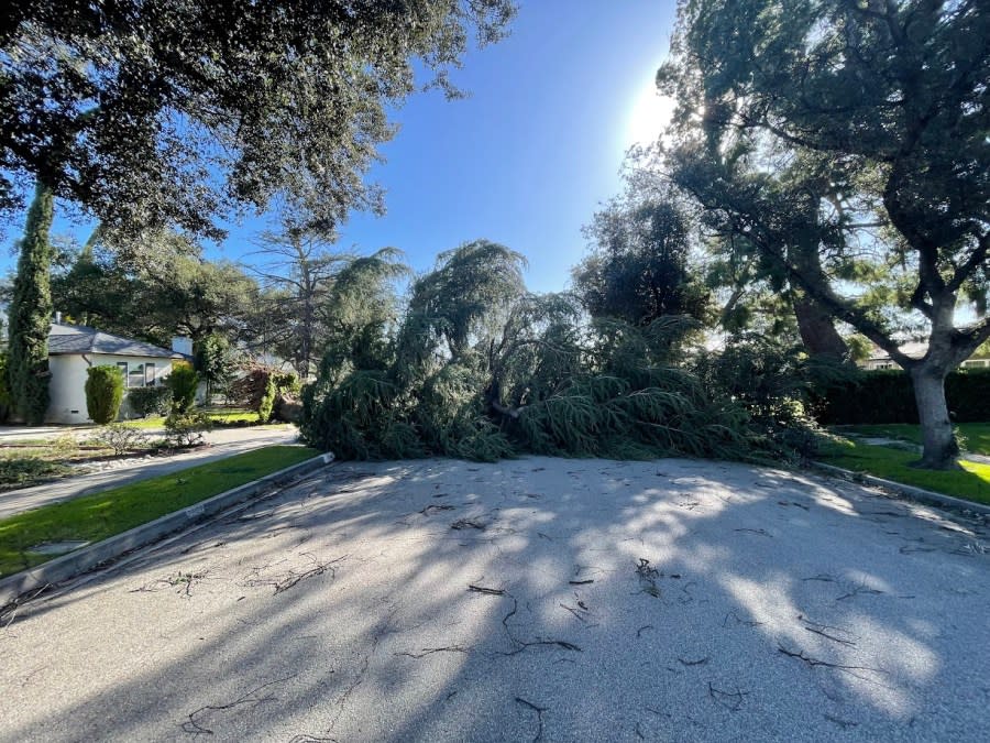 A downed tree blocks a street in a Pasadena neighborhood on March 14, 2024.