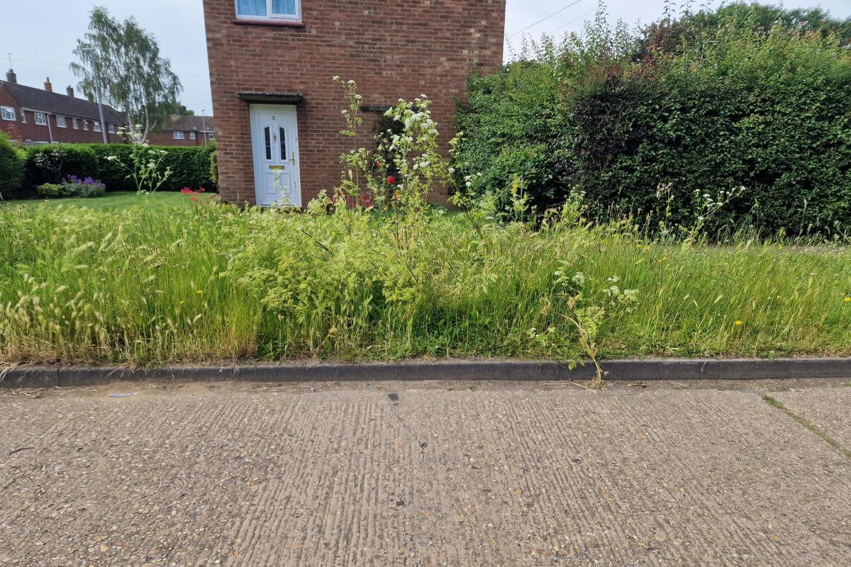 Overgrown - Problems with grass-cutting in certain Colchester areas is causing issues <i>(Image: Councillor Dave Harris)</i>