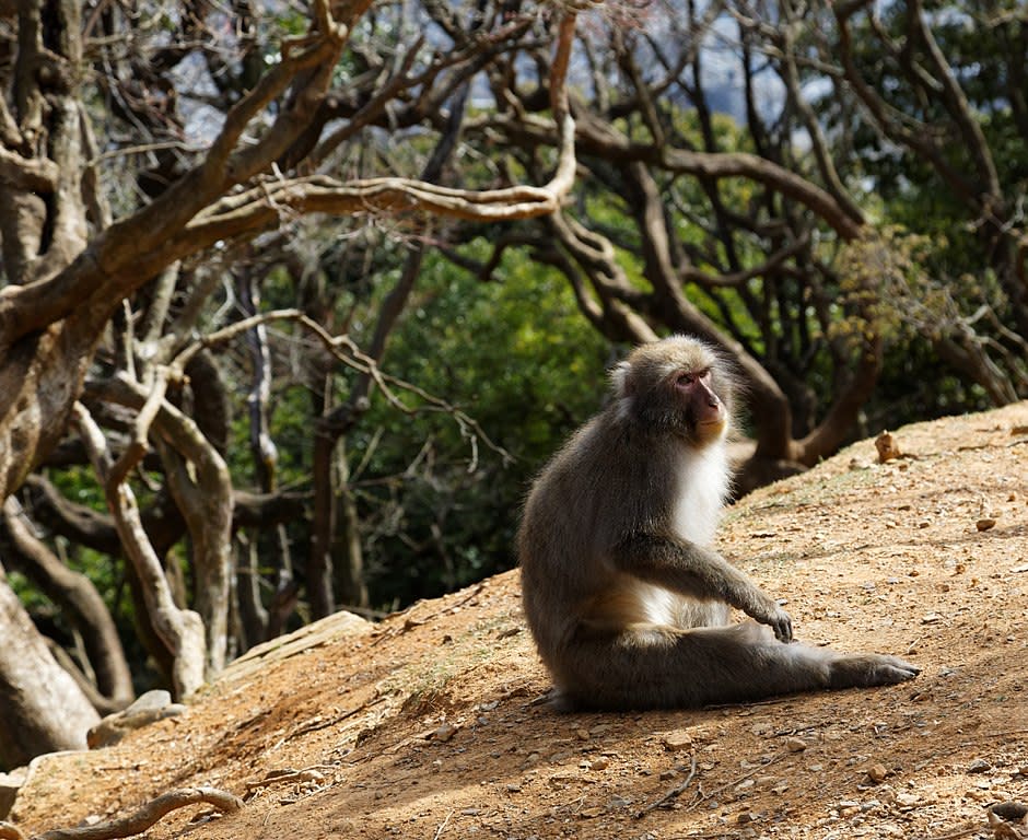 嵐山猴子公園 (Photo by KimonBerlin, License: CC BY-SA 2.0, Wikimedia Commons提供, 圖片來源www.flickr.com/photos/kimon/26423087031)