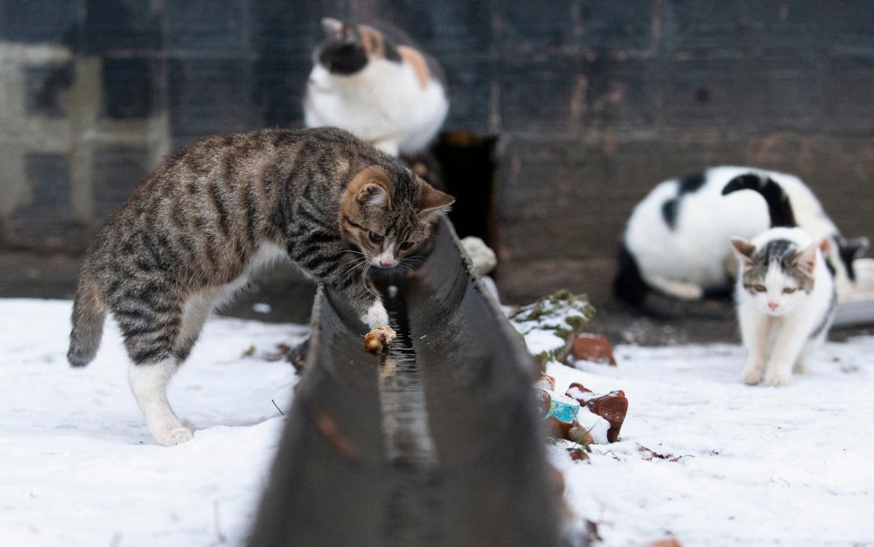 Cats look for food near an apartment building in Zheleznodorozhny, - Alexander Zemlianichenko Jr for The Telegraph