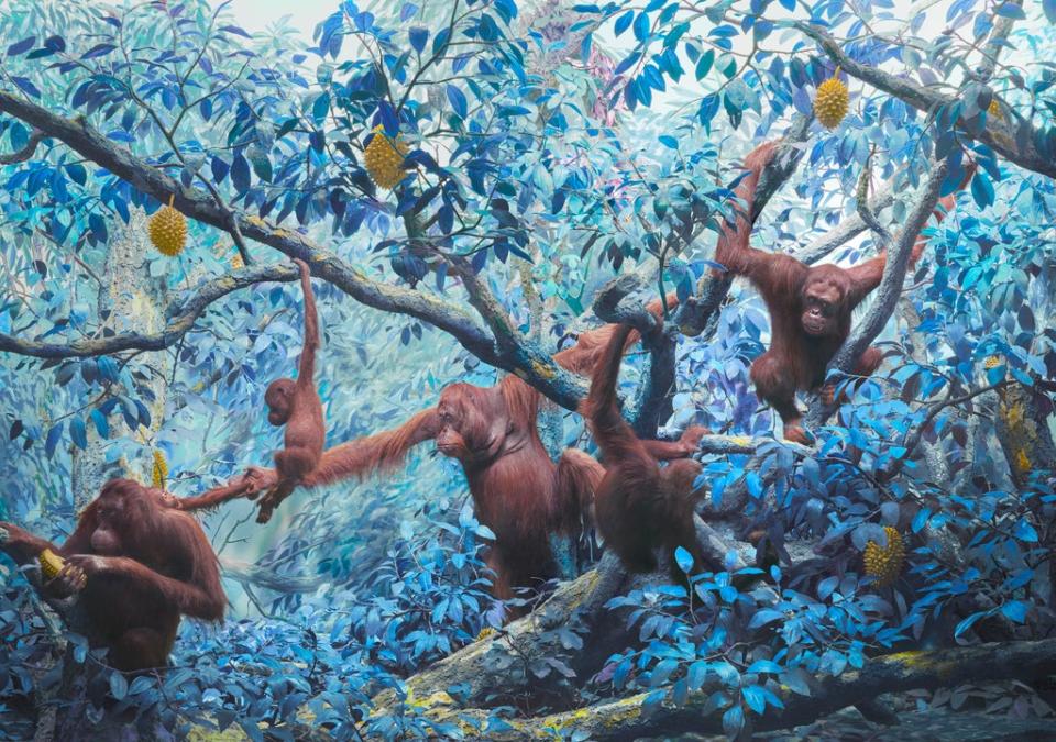 ORANGUTANS, 2021 (Jim Naughten’s EREMOZOIC series)