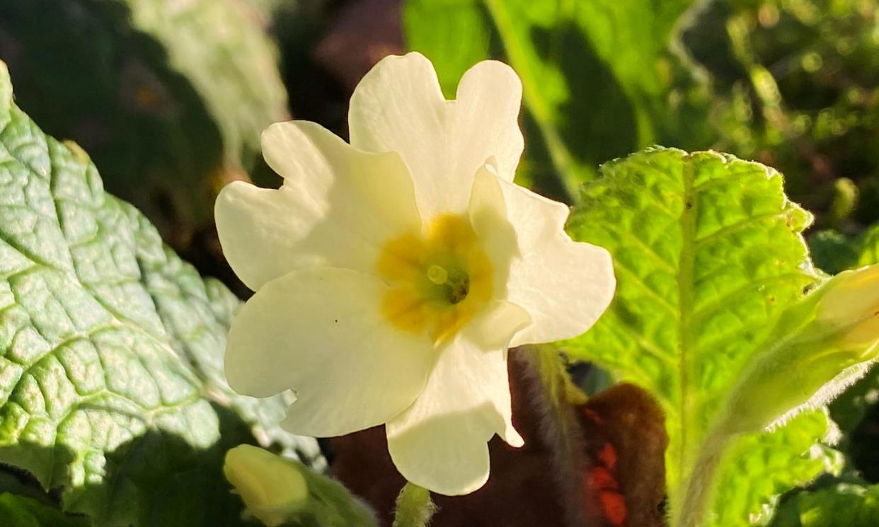 <span>Wild primroses promise brighter days.</span><span>Photograph: Allan Jenkins/The Observer</span>