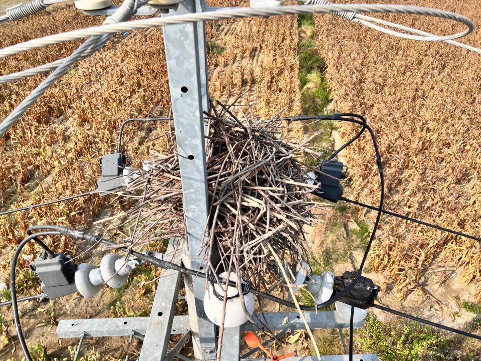 鳥巢藏電桿，台電台南區處移除破百鳥窩，穩定供電兼保護生態。（圖：台電提供）