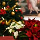 <p>The top flower trends for <a href="https://www.countryliving.com/uk/country-christmas-decorating-and-recipe-ideas/" rel="nofollow noopener" target="_blank" data-ylk="slk:Christmas" class="link rapid-noclick-resp">Christmas</a> 2021 have been revealed — with poinsettias, red roses and begonias among the most popular for the festive season. </p><p>As we prepare our homes for the holidays, family-owned <a href="https://www.direct2florist.co.uk/" rel="nofollow noopener" target="_blank" data-ylk="slk:Direct2florist" class="link rapid-noclick-resp">Direct2florist</a> used Pinterest trends data to see which beautiful blooms have seen the biggest increase from the start of the year until now. If you're looking to add a little seasonal cheer to your décor, be sure to consider these.</p><p>Take a look at the full research below... </p>