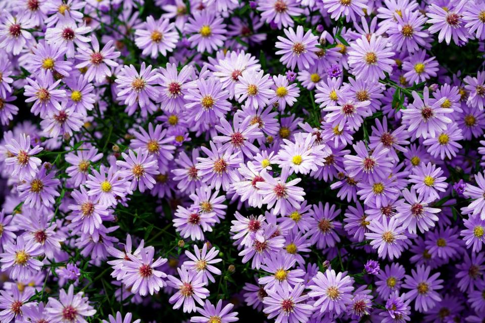 Asters